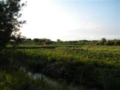 campi
